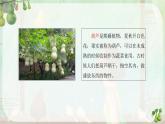 【任务型】14《我要的是葫芦》课件+教案+学习任务单+分层作业+朗读