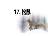 第17课 《松鼠》 -2024-2025学年五年级语文上册同步精品课件（统编版）