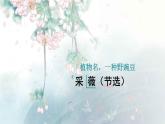统编版语文六年级下册《古诗词诵读——1  采薇（节选）》课件、教案、教学反思、说课稿、字体