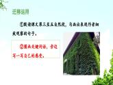 《爬山虎的脚》教学课件（第二课时）