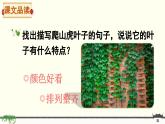 《爬山虎的脚》精品课件（第二课时）