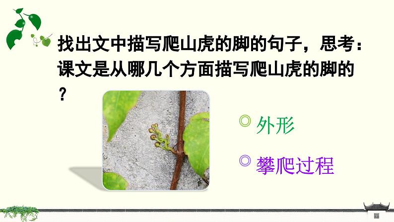 《爬山虎的脚》精品课件（第二课时）第6页