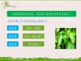 《爬山虎的脚》名师课件（第二课时）