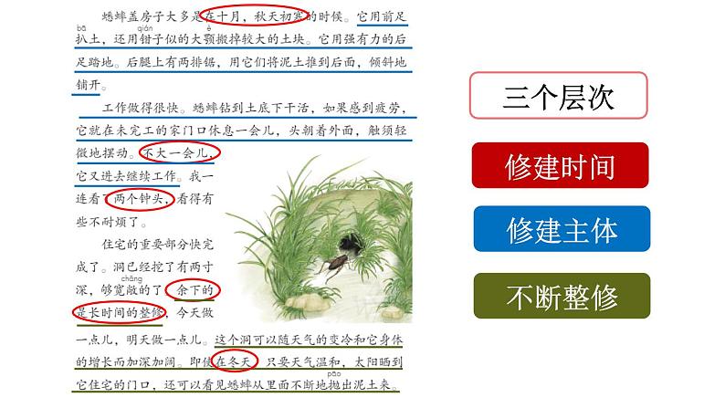 《蟋蟀的住宅》新课标课件（第二课时）第4页