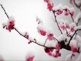 《雪梅》基于标准的教学课件