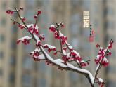《雪梅》基于标准的教学课件