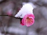 《雪梅》基于标准的教学课件