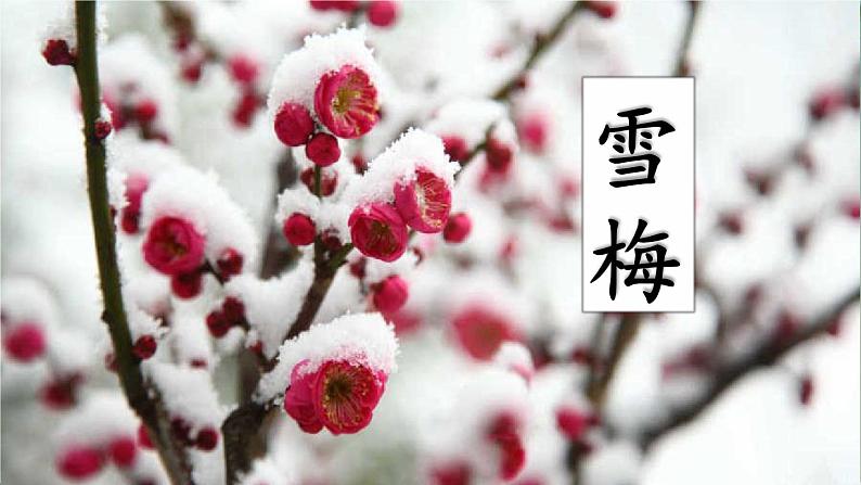 《雪梅》基于标准的教学课件第7页