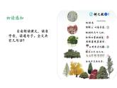 树之歌课件统编版语文二年级上册