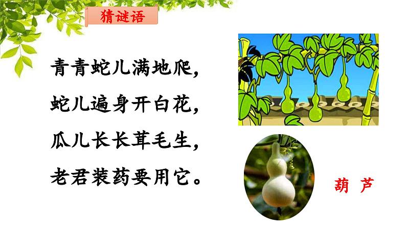 《我要的是葫芦》名师课件（第一课时）第2页