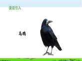 《乌鸦喝水》教学课件（第一课时）