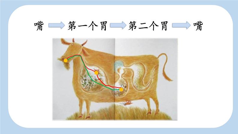统编版（2024）三年级语文上册10在牛肚子里旅行第2课时课件2第6页