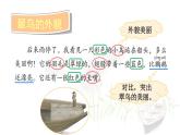 统编版（2024）三年级语文上册15搭船的鸟第1课时课件1