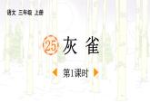 统编版（2024）三年级语文上册25灰雀第1课时课件1