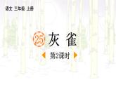 统编版（2024）三年级语文上册25灰雀第2课时课件1