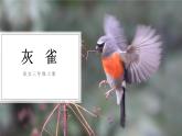统编版（2024）三年级语文上册25灰雀课件1