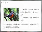 统编版（2024）三年级语文上册25灰雀课件1