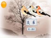 《灰雀》教学课件（第一课时）