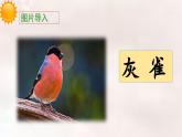 《灰雀》教学课件（第一课时）