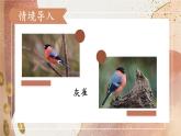 《灰雀》教学课件1（第一课时）