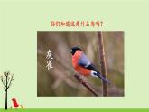 《灰雀》教学课件2