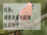 《灰雀》新课标课件（第一课时）