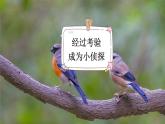 《灰雀》新课标课件（第一课时）