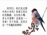 《灰雀》优质课件（第一课时）