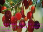 《我愛故鄉(xiāng)的楊梅》教學(xué)課件