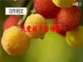 《我愛故鄉(xiāng)的楊梅》教學(xué)課件