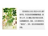 统编版（2024）五年级语文上册2落花生第1课时课件1