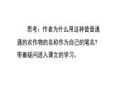 统编版（2024）五年级语文上册2落花生第1课时课件1
