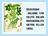 统编版（2024）五年级语文上册2落花生课件3