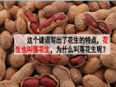 部编版小学五年级语文落花生课件