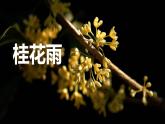 统编版（2024）五年级语文上册3桂花雨课件2