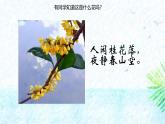 统编版（2024）五年级语文上册3桂花雨课件3