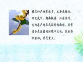 统编版（2024）五年级语文上册3桂花雨课件3