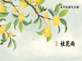 统编版（2024）五年级语文上册3桂花雨课件5