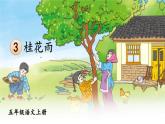 统编版（2024）五年级语文上册3桂花雨课件6