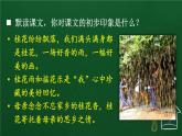 统编版（2024）五年级语文上册3桂花雨课件6