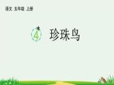 统编版（2024）五年级语文上册4珍珠鸟课件1