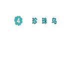 统编版（2024）五年级语文上册4珍珠鸟课件3