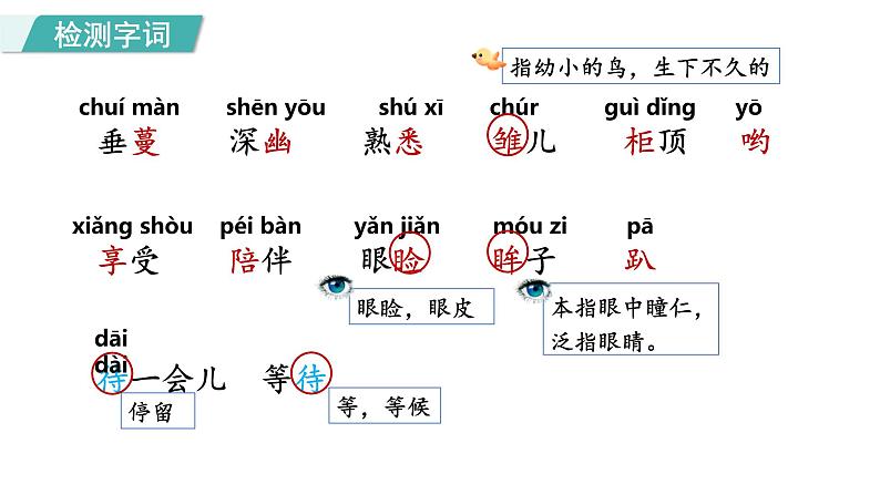 统编版（2024）五年级语文上册4珍珠鸟课件3第3页