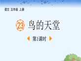 统编版（2024）五年级语文上册23鸟的天堂第1课时课件1