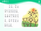 树和喜鹊 课件 第一课时-2024-2025学年度小学一年级语文下册 统编版（2024）