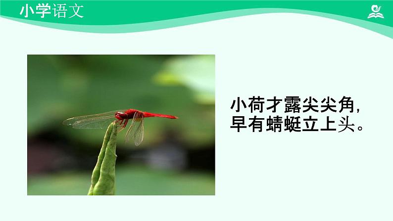 荷叶圆圆 课件 第一课时-2024-2025学年度小学一年级语文下册 统编版（2024）第2页