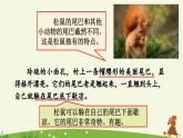 《松鼠》优质课件（第二课时）