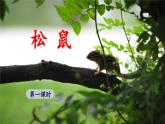 《松鼠》优秀课件（第一课时）