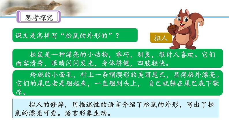 《松鼠》名师课件（第二课时）第5页