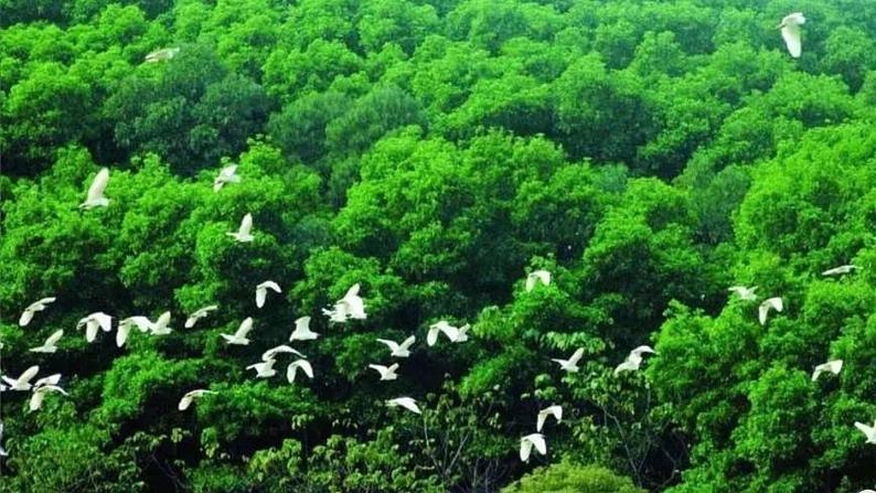 《鸟的天堂》优质课件（第一课时）第2页